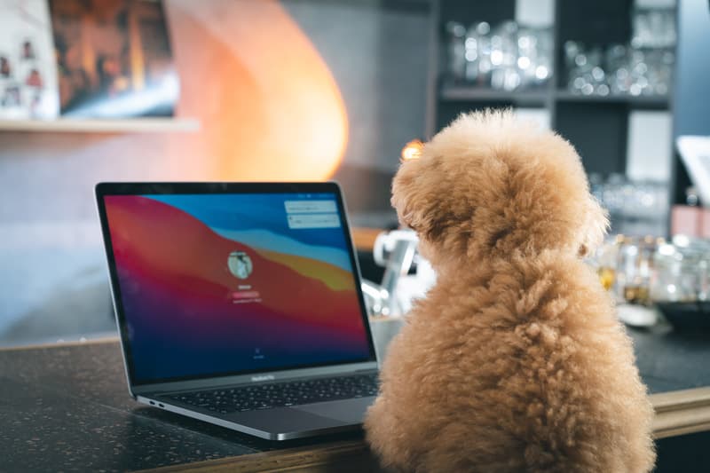 MacBookを見る犬